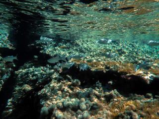 Ocean blue underwater with sunrays, Underwater Sea Deep Water Abstract Sunshine, sea wave , clean waters in summer time, Natural underwater seascape, sand on ocean floor and water surface with sunligh