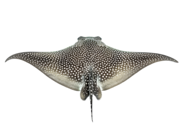 Elegant stingray gliding gracefully through clear waters during a sunny day isolated on transparent background