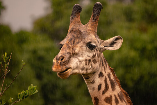 Close up on a giraffe head under the rain