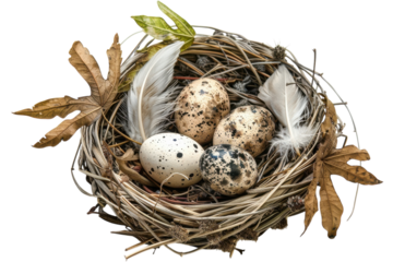 A delicate nest cradling speckled eggs surrounded by autumn leaves and soft feathers isolated on transparent background
