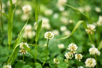 Clover blossoms flourish in a lush green landscape during early morning hours