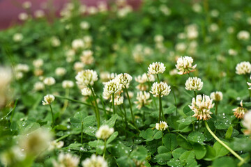 Clover blossoms flourish in a lush green landscape during early morning hours