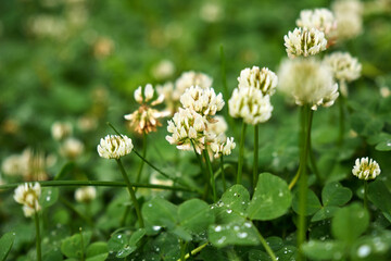 Clover patches with blooming flowers in a lush green setting during a sunny day in early spring