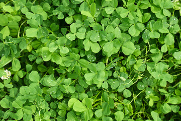 Delicate white clover flowers bloom among vibrant green leaves
