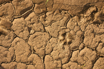 Cracked dry soil under sunlight shows the effects of drought in a rural area during daytime