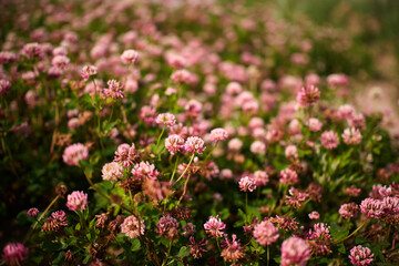 A garden filled with clover flowers showcases a display of delicate pink blooms amidst rich green leaves