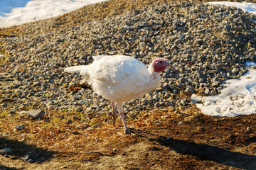 White turkeys wandering in a rural farmyard during midday, surrounded by straw and wooden structures