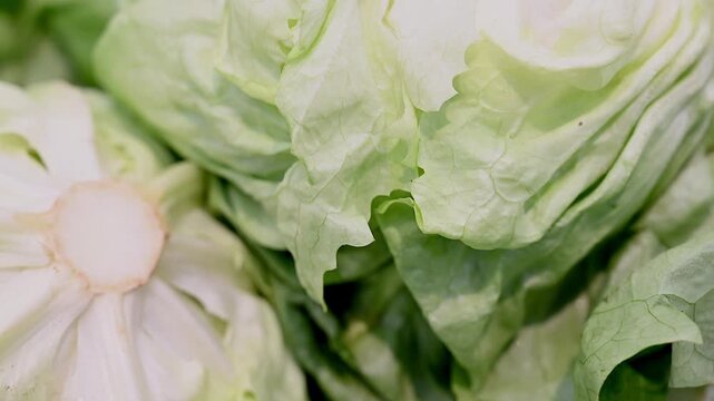 Different Footages of a Large Variety of Italian Zero-Carbon Organic Fresh Vegetables &ndash; Camone Tomatoes, Streaked Aubergines, Spring Onions, Savoy Cabbage, Treviso Radicchio, Lettuce, and cauliflower