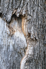 Background wood texture, pattern, close-up