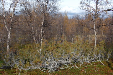 A typical landscape of the polar tundra on an autumn day.