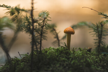 mushroom growing among moss in the forest
