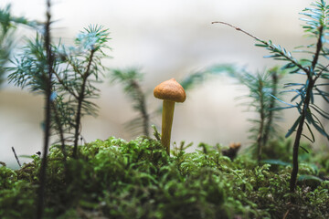 mushroom growing among moss in the forest
