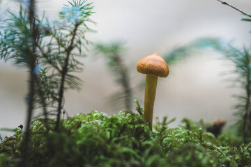 mushroom growing among moss in the forest
