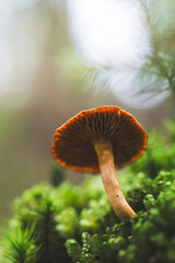 Fototapeta premium mushroom growing among moss in the forest 