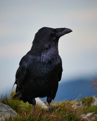 Kruk zwyczajny, Corvus corax - Tatry