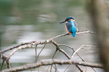 Obraz premium Close-up of a vibrant kingfisher perched on a dry, dead branch overlooking a calm river. The bird’s bright plumage contrasts beautifully with the natural background. Ideal for nature, wildlife