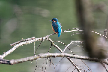 Close-up of a vibrant kingfisher perched on a dry, dead branch overlooking a calm river. The bird’s bright plumage contrasts beautifully with the natural background. Ideal for nature, wildlife