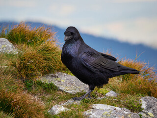 Kruk zwyczajny, Corvus corax - Tatry