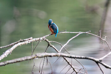 Close-up of a vibrant kingfisher perched on a dry, dead branch overlooking a calm river. The bird’s bright plumage contrasts beautifully with the natural background. Ideal for nature, wildlife