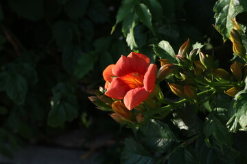 Trumpet vine with details of flowers and foliage