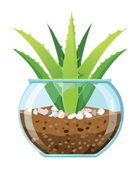 Fresh vibrant aloe vera plant with thick green leaves inside a clear glass fishbowl terrarium with red stones