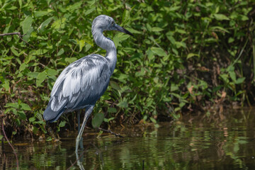 Juvenile little blue heron wading in shallow pond.
