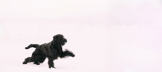 Funny Young Black Giant Schnauzer Or Riesenschnauzer Dog Fast Running Outdoor In Snow, Winter Season