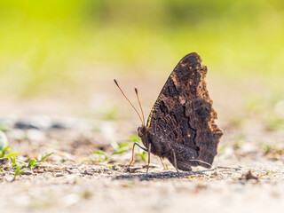 Obraz premium Peacock butterfly on the ground among the grass