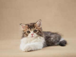 A tabby kitten lies comfortably on a beige background, its soft fur highlighted. The composition captures the kitten calm demeanor and photogenic charm.