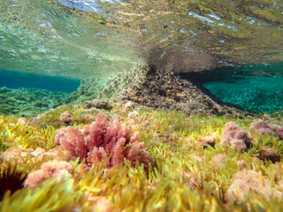 Seagrass underwater with natural sunlight in Mediterranean sea, jijel Algeria, Sea Grass underwater, seagrass Kelp grows in rocks under the sea and the diversity of life in the Mediterranean.