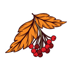 Red rowan branch with leaves, vector illustration. All objects are hand-drawn in vector. The illustration is suitable for printing on fabric, dishes, for the design of postcards, invitations.