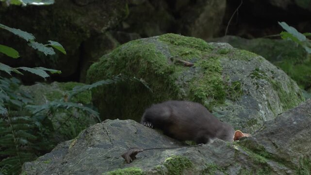 Martes foina faina animal marten	