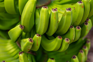 Unripe green Cavendish bananas growing in clusters on a banana tree on a tropical farm in Tenerife, Canary Islands.