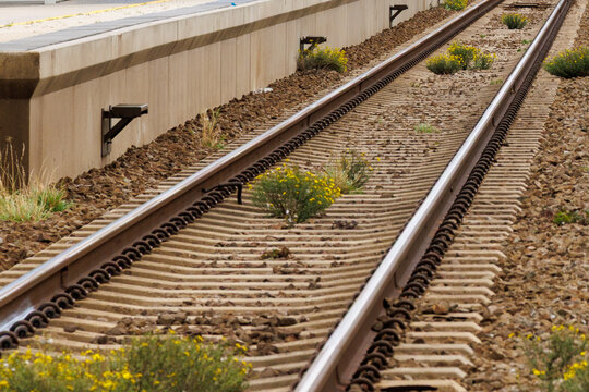 Railroad tracks overgrown with yellow wildflowers along a station platform