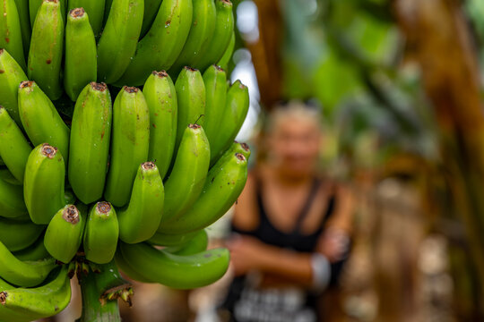 Wide view of Cavendish banana plantation with rows of tropical plants under blue sky on Tenerife island,