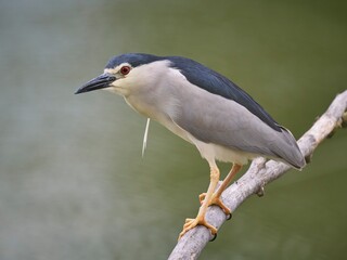 Ślepowron (zwyczajny), Nycticorax nycticorax, night heron