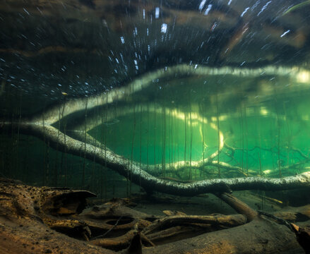 Underwater scenery of sunken trees in lake