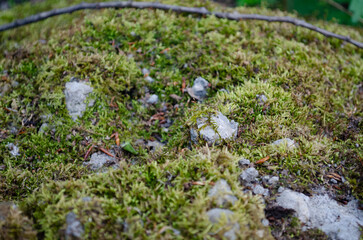Close-up of green moss covering a rocky surface. Small stones and patches of snow are visible among the moss. Natural forest environment.