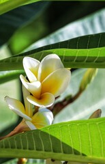 frangipani plumeria white flower