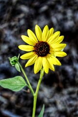 Sunflower yellow flower in the garden
