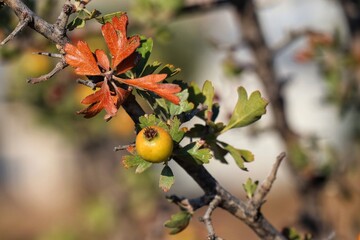 Hawthorn yellow berries 