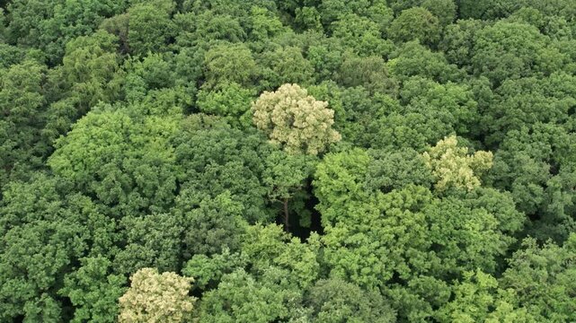 Cinematic Aerial Orbit of Deciduous Forest Canopy, Rotating Drone Flight with Tilted Camera Angle, 4K