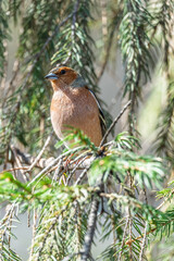 Common chaffinch, Fringilla coelebs, sits on a tree. Common chaffinch in wildlife.