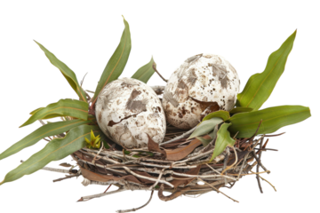 Delicate artistic arrangement of speckled eggs nestled in a nature-inspired nest on a white backdrop