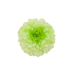 Small delicate bright flower ,isolate, top view. 