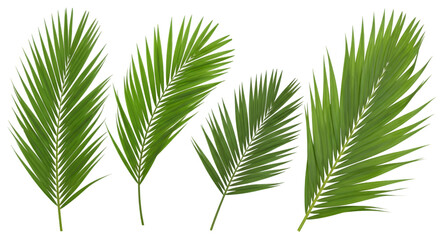 Four Green Palm Fronds on Black Background Keywords: palm frond, leaf, tropical, green, nature