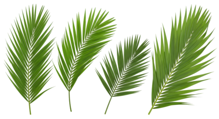 Four Green Palm Fronds on Black Background Keywords: palm frond, leaf, tropical, green, nature