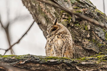 Long-eared owl (Asio otus), looking forward with wide opened eyes