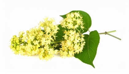 Pale Yellow Linden Blossoms, Green Leaves, Sprig, Botany, Flora, Nature