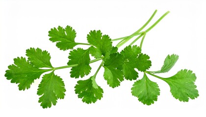 Fresh Cilantro Sprig, Green Leaves, Herb, Culinary, Ingredient, Aromatic, Spice, Cooking, Food, Plan